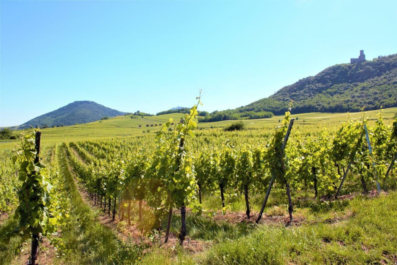 Apartament La Halte Des Vignes - Route Des Vins D'Alsace Scherwiller Zewnętrze zdjęcie